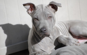 Взгляд тайского риджбека