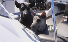 Прогулка тайских риджбеков на катере