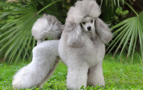 Well-groomed gray poodle