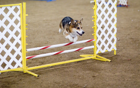 Вельш-корги спортсмен
