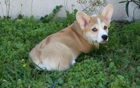 Вельш-корги в траве