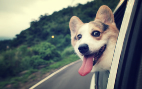 Welsh Corgi looking out the window
