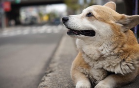 Вельш-корги лежит на улице