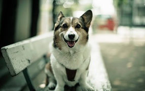 Вельш-корги на лавке