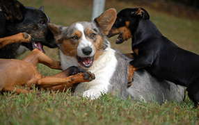 Welsh Corgi playing with dogs