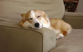 Welsh Corgi sleeping on the couch