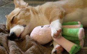 Вельш-корги спит с игрушкой