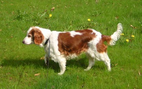 Welsh hound spaniel