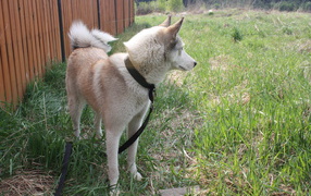 West Siberian husky on a leash
