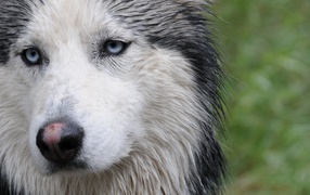 Мокрая собака лайка