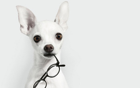 White Chihuahua with glasses