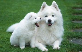 White Dog with puppy