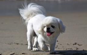 Белый пекинес на пляже