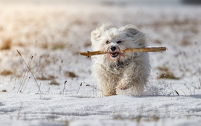 White Poodle running in the snow