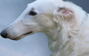 Белая русская борзая собака