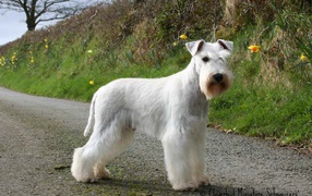 Белый шнауцер на тропе