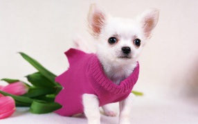 White chihuahua in a pink sweater