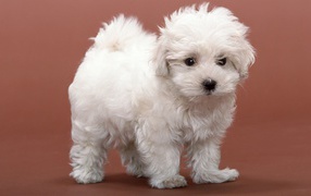 White fluffy puppy