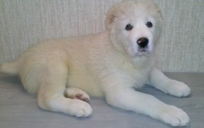 White fluffy puppy alabai