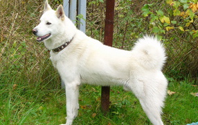 Белая лайка у забора