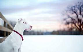 White pit bull in the snow