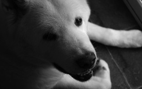 Белый щенок американской акиты