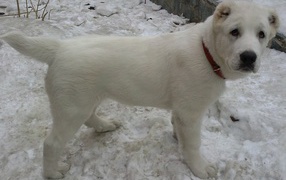 White puppy alabai