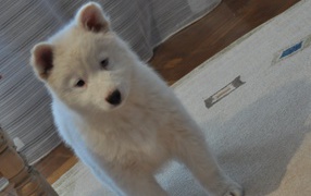 Белый щенок лайки