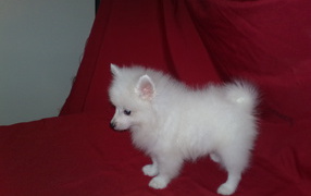 White spitz puppy