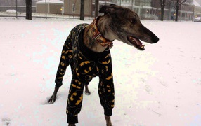 Winter outfit greyhound dogs