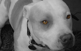 Yellow eyes pitbull