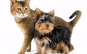 Йоркширский терьер рядом с котом