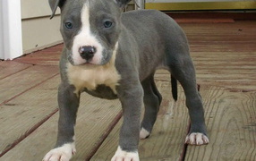 Молодой американский стаффордширский терьер