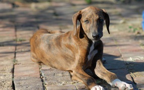 Молодой пес азавак