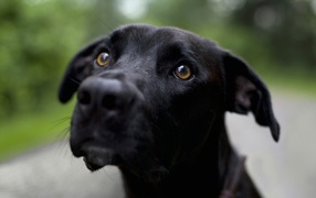 Грустная черная собака