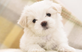 Белый щенок