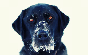 Черная собака в снегу