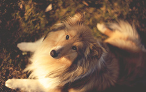 Колли сидит на земле