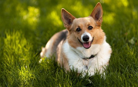 Преданный взгляд на хозяина