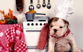 Собака повар