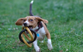 Собака бежит с игрушкой