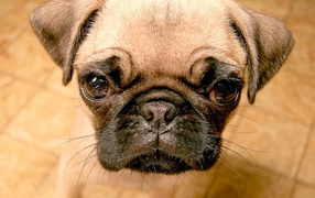 Пучеглазый мопс