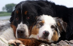 Друзья лежат на камнях