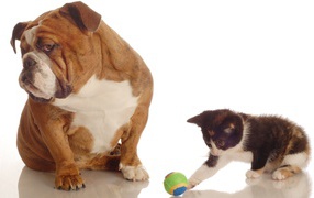 Котенок и собака