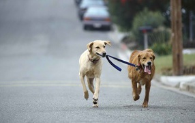 Лабрадор бежит по дороге