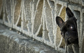 Морда французского бульдога