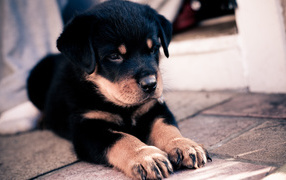 Щенок овчарки