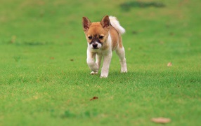 Щенок бежит по траве