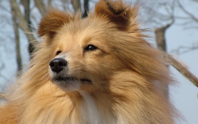 Рыжая лохматая собака