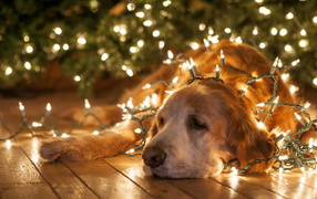 	   The dog in Christmas garlands
